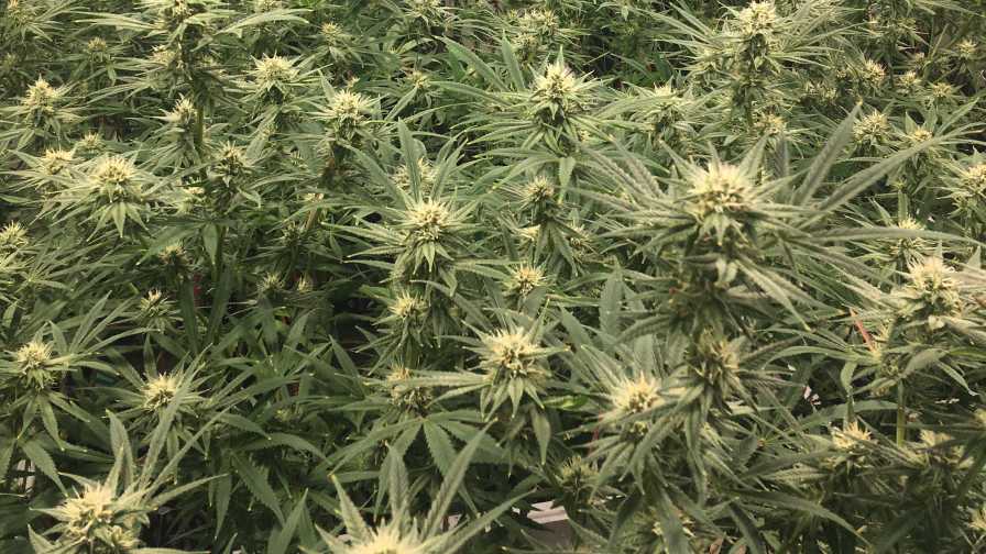 Cannabis plants flowering with photoperiod considerations