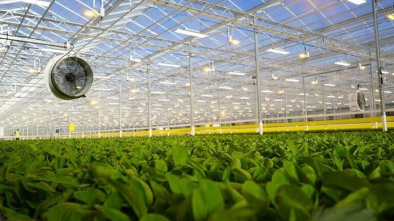 BrightFarms Opens New North Carolina Lettuce Greenhouse - Greenhouse Grower