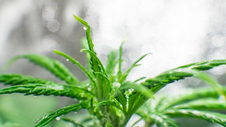 Hop-Latent-Viroid-in-Cannabis cannabis headlines