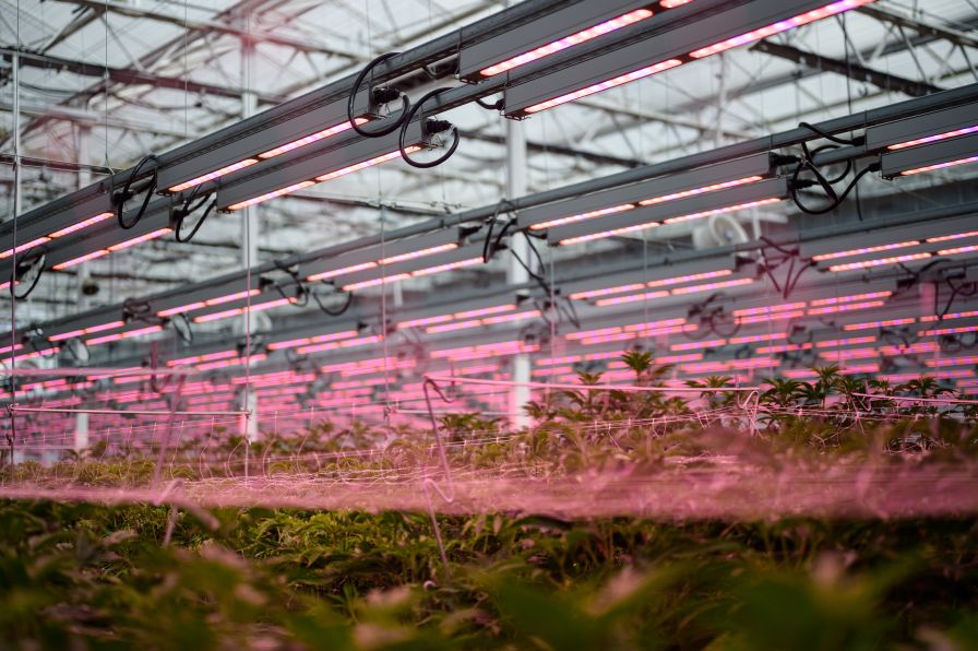 MichiganPureMedLED in Cannabis Web LED Lighting