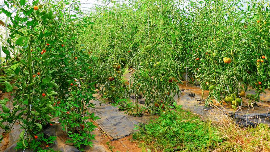 weedy tomato greenhouse