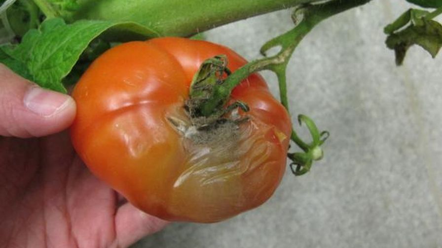 Botrytis in Tomato