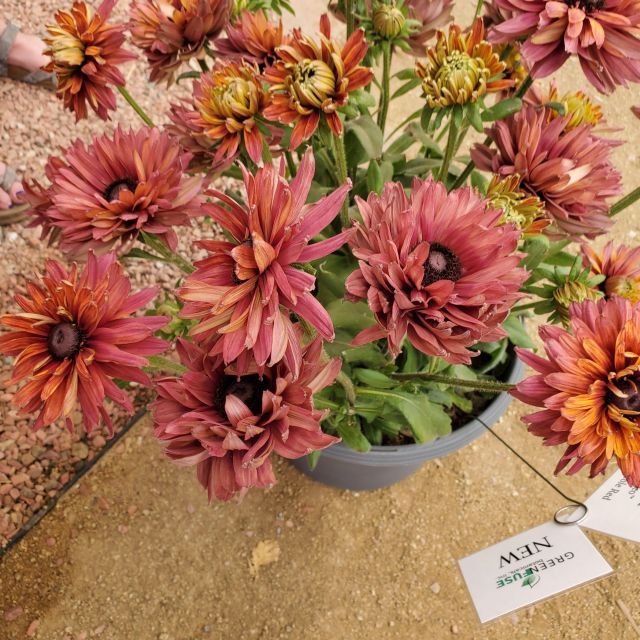 Rudbeckia Rodeo Double Red (Green Fuse Botanicals)