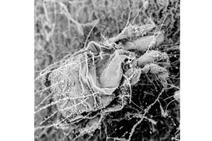 Two-Spotted-Spider-Mite-BASF Velifer mite control