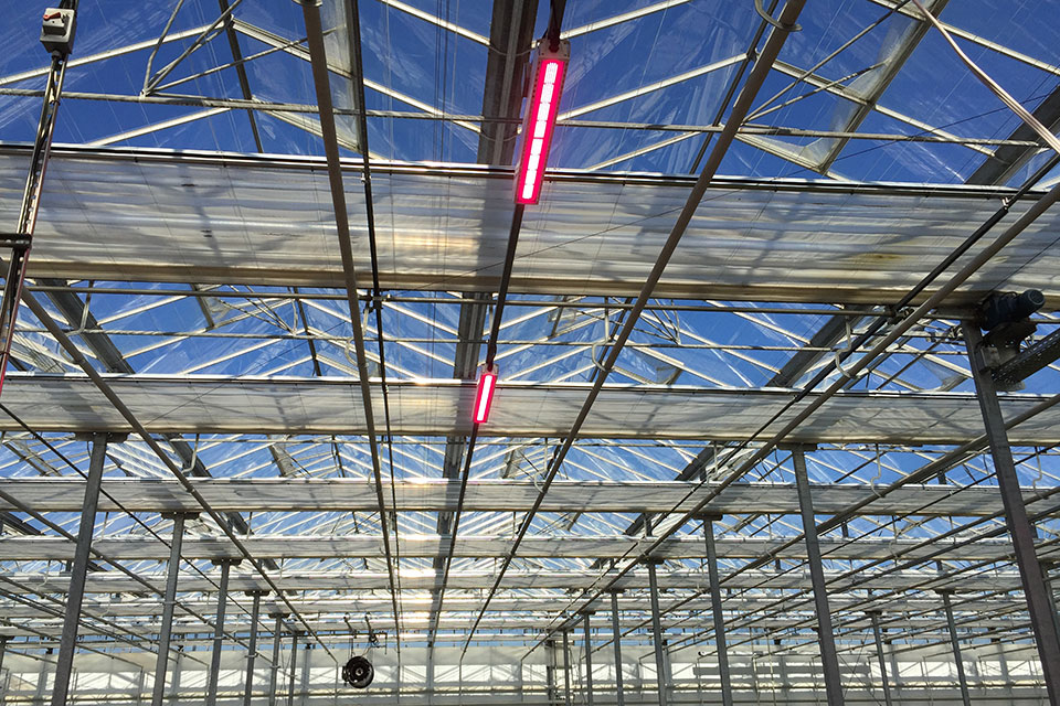 Shade Cloth in a Vegetable Greenhouse light intensity