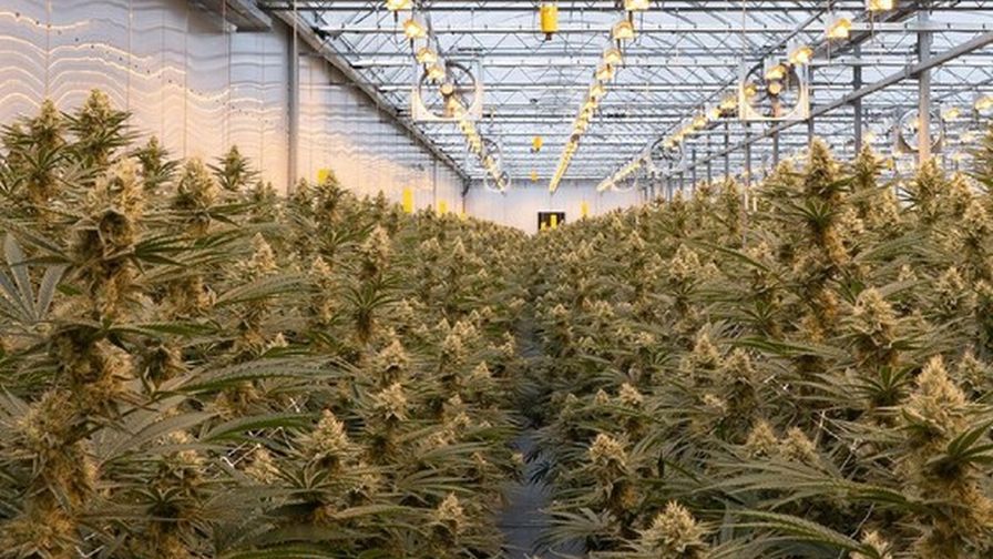 Greenway Greenhouse Cannabis