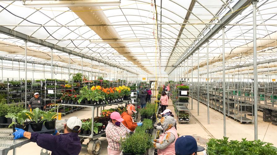 Skagit Horticulture Workers greenhouse labor