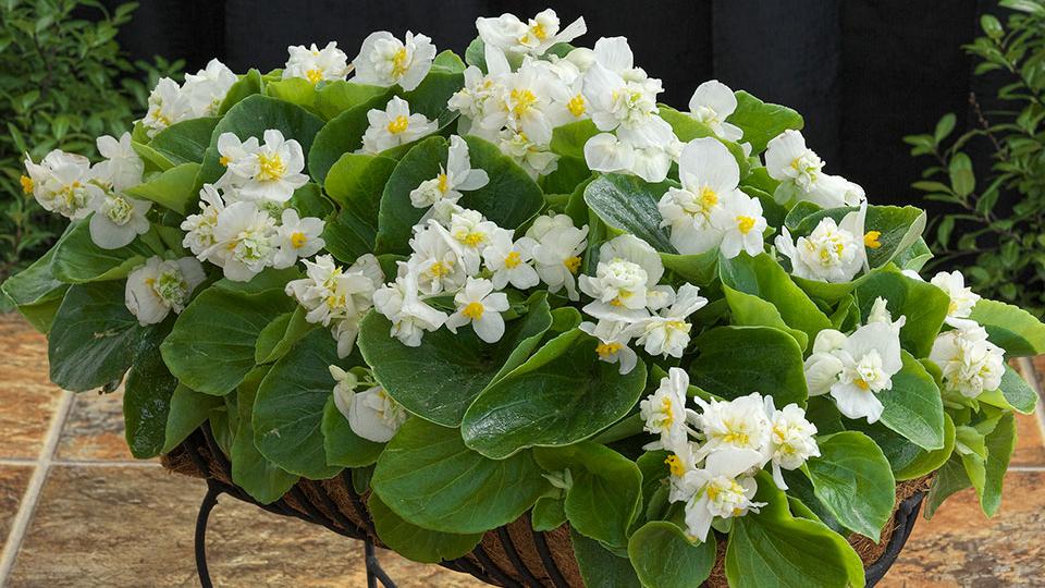 Begonia semperflorens F1 Fiona White from American Takii