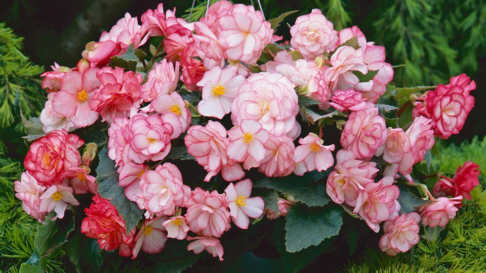 Begonia On Top Pink Halo Basket from Ball Seed