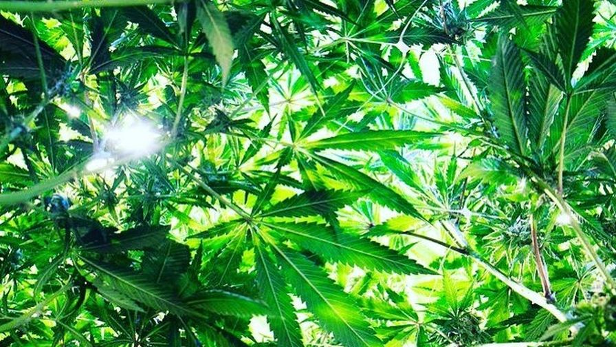 Cannabis Dewey Scientific