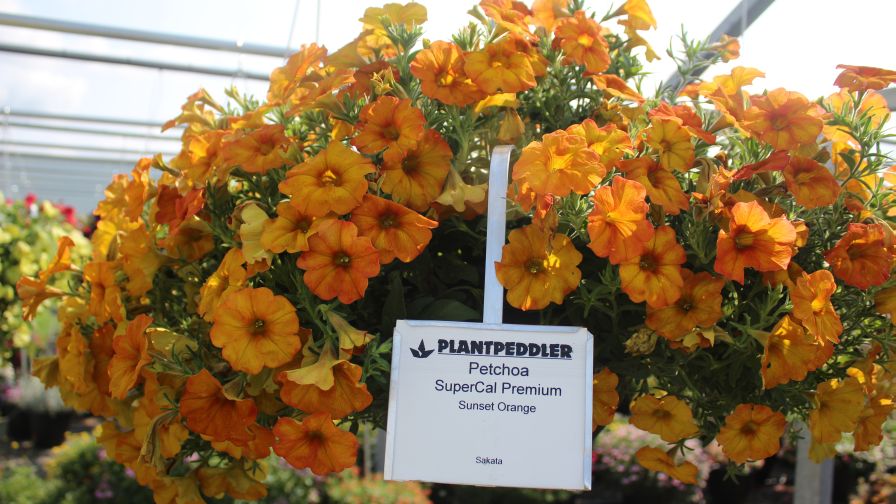 Petchoa SuperCal Premium Sunset Orange at Plantpeddler Variety Day 2021