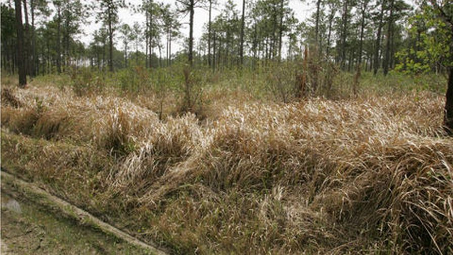 cogongrass invasive plants