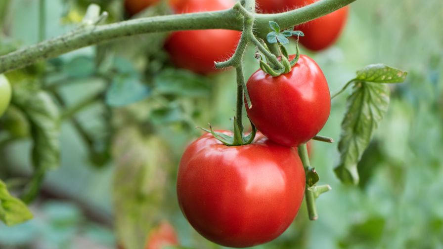 Food Safety in Greenhouse Tomatoes International Fresh Produce Association