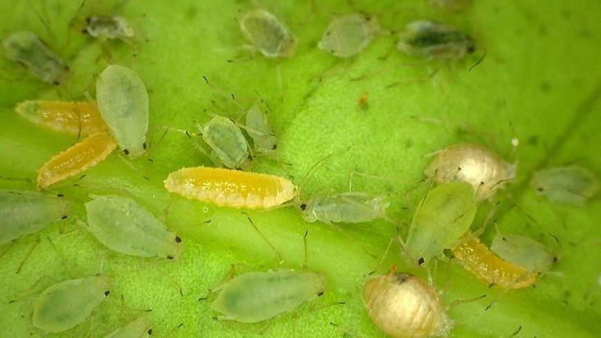 MSU Biocontrol of Aphids Bug Bites