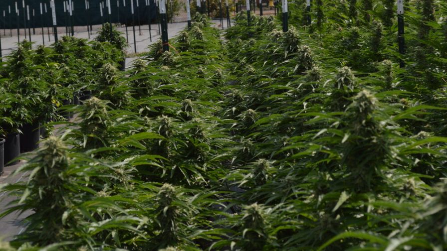 New Breed Seed Green Horizon Alliance