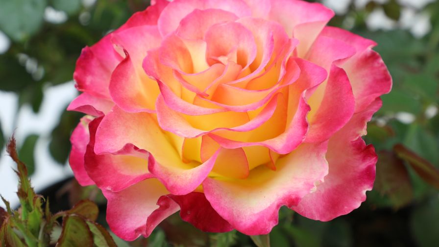 True Bloom Roses True Sincerity (Altman Plants)