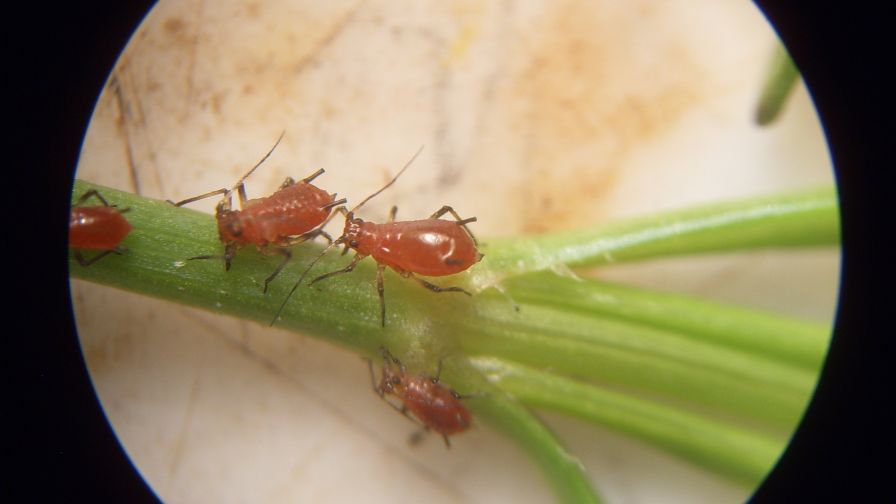 Brown Ambrosia Aphids from Albert Grimm early detection
