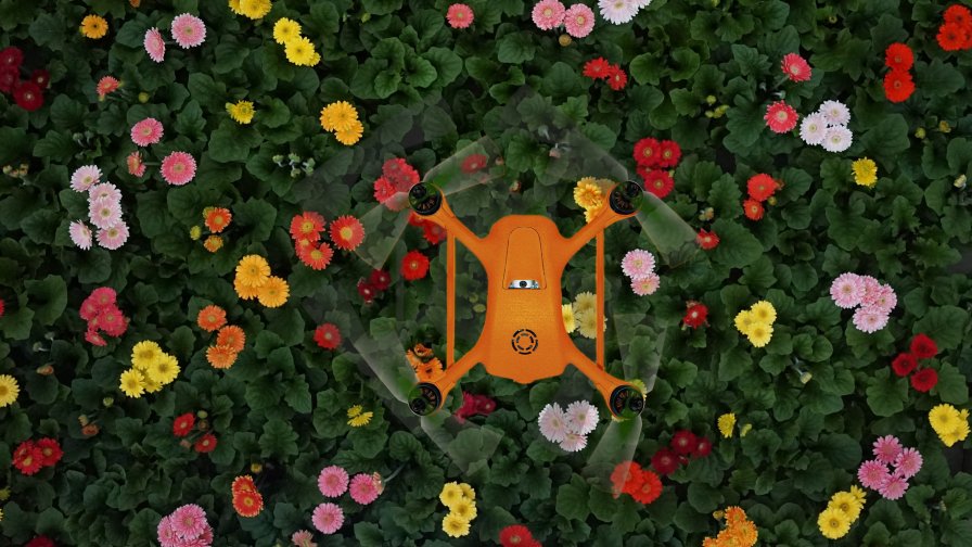 Overhead show of a Corvus drone flying over a colorful cut flower field