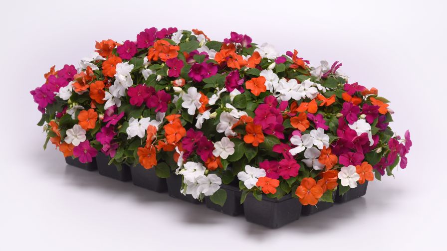 Impatiens Beacon Lindau mix (PanAmericanSeed)