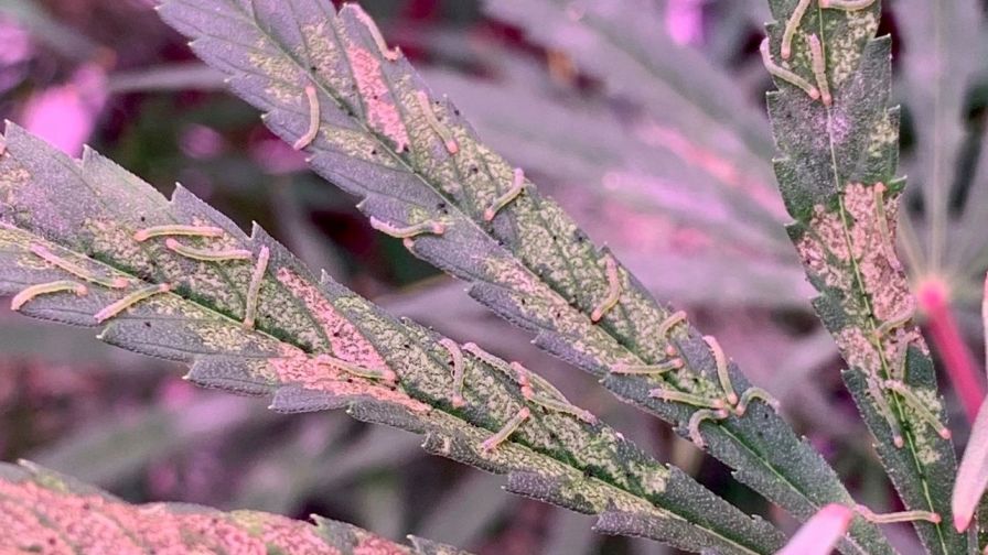 Looper Larvae in Cannabis
