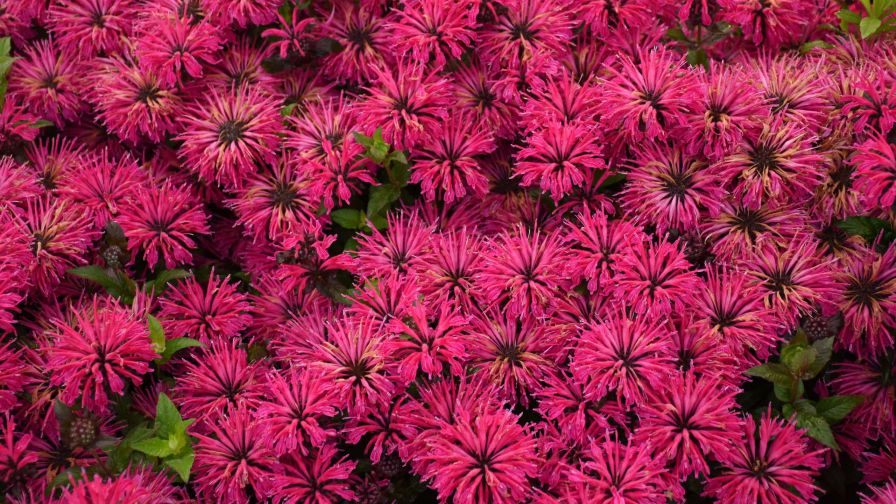 Monarda Leading Lady Razzberry (Danziger, Walters Gardens)