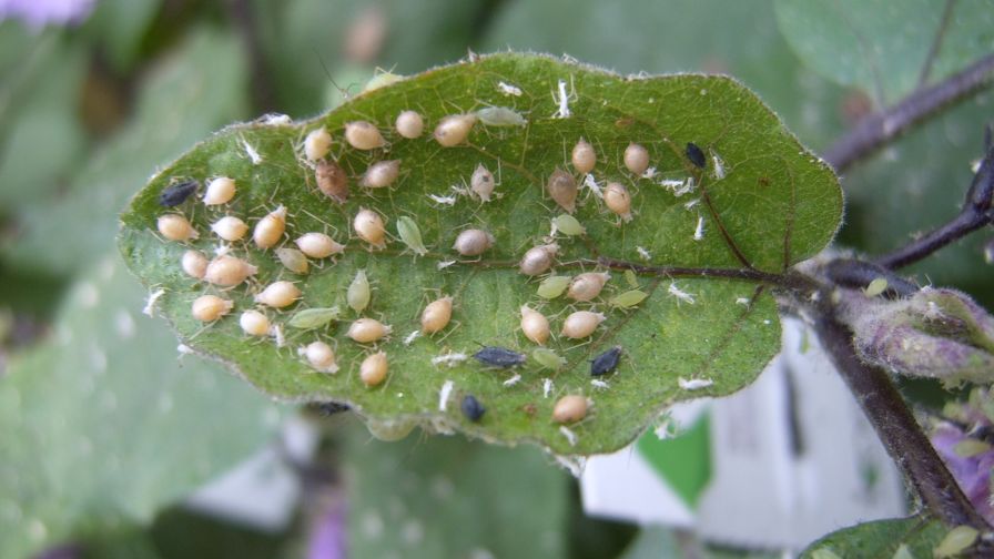 Parasitized Aphids pest scouting