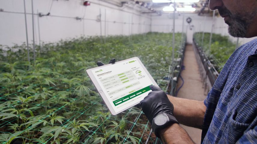 Powerscore for cannabis growers