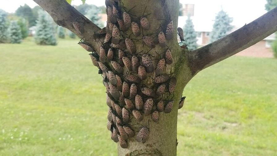 Spotted Lanternfly on Maple Leach