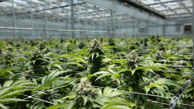 Grower-Research Partnership to Focus on Crop Steering in Cannabis ...