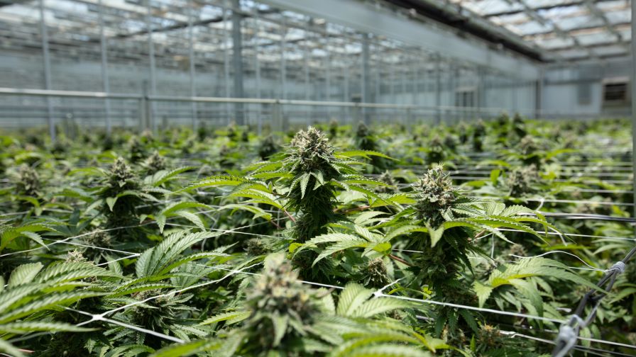 Cannabis crop steering at Harborside