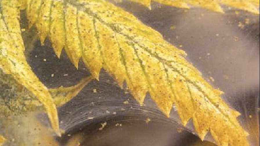 Spider Mite Damage in Cannabis cultivation