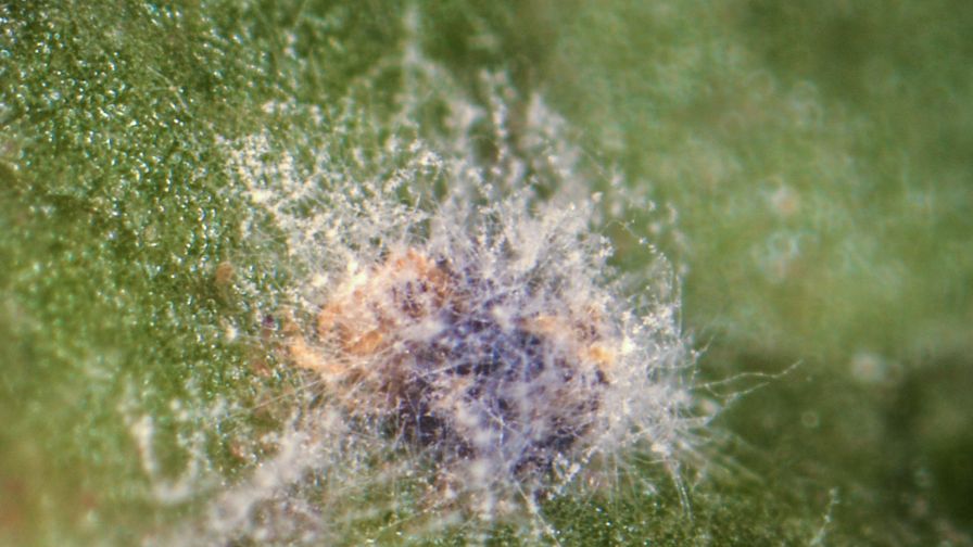Spider mite 5 days after Velifer treatment crop protection