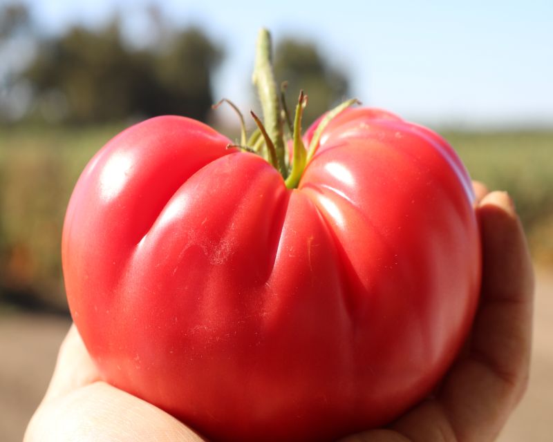 Tomato Pink Delicious (Vegetables by Bayer)