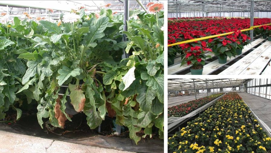 Greenhouse Morphology for Air-Assisted Spraying