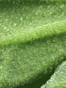 Ice Plant Epidermal Bladder Cell