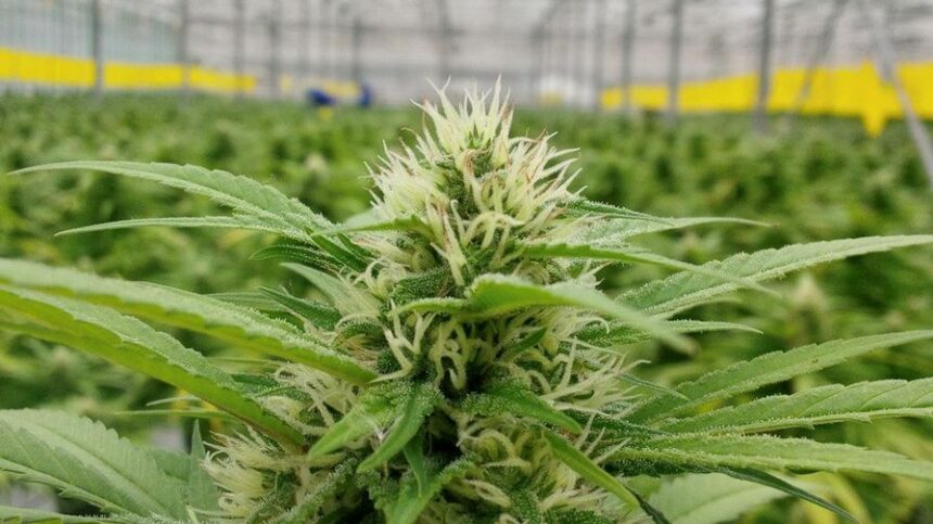 5 Tips For Mixing Your Own Cannabis Fertilizer Greenhouse Grower