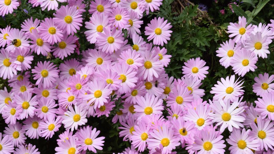 Dendranthema Ryan's Pink University of Georgia plant business