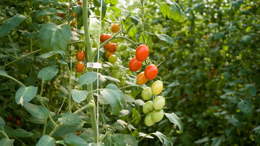 Kentucky Fresh Harvest Tomato Crop