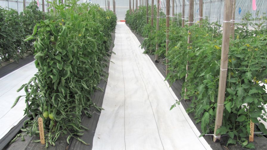 White Reusable Ground Cover diseases in greenhouse tomatoes