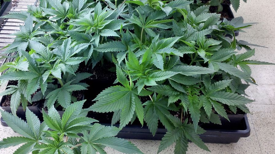 Cannabis Starter Plants time to market