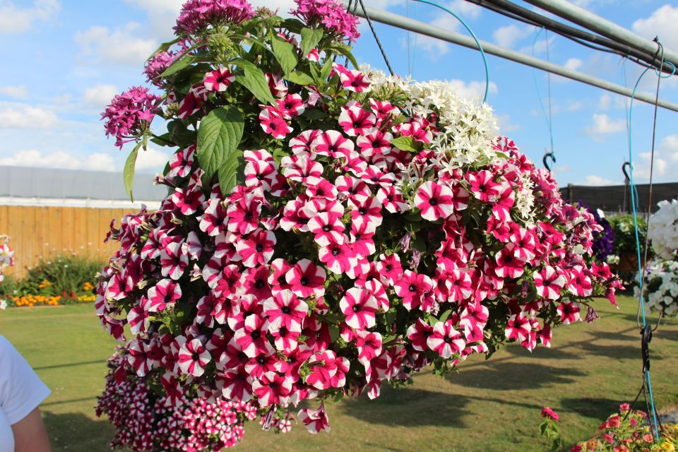 Costa Farms Season Premiere 2022 Funky Mix 1 hanging basket from Syngenta end consumer
