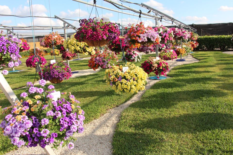 Costa Farms Season Premiere 2022 Hanging Baskets