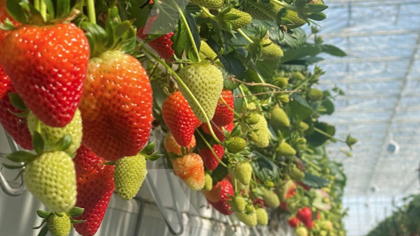 Ecoation Strawberries