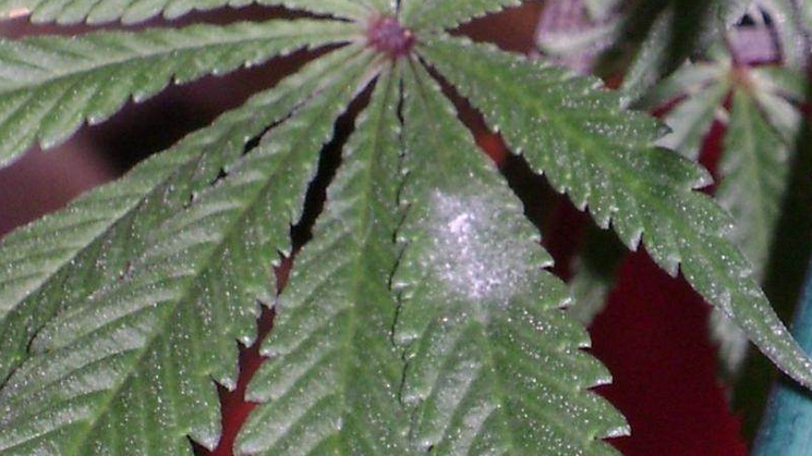 Elevated Botanist Powdery Mildew in Cannabis