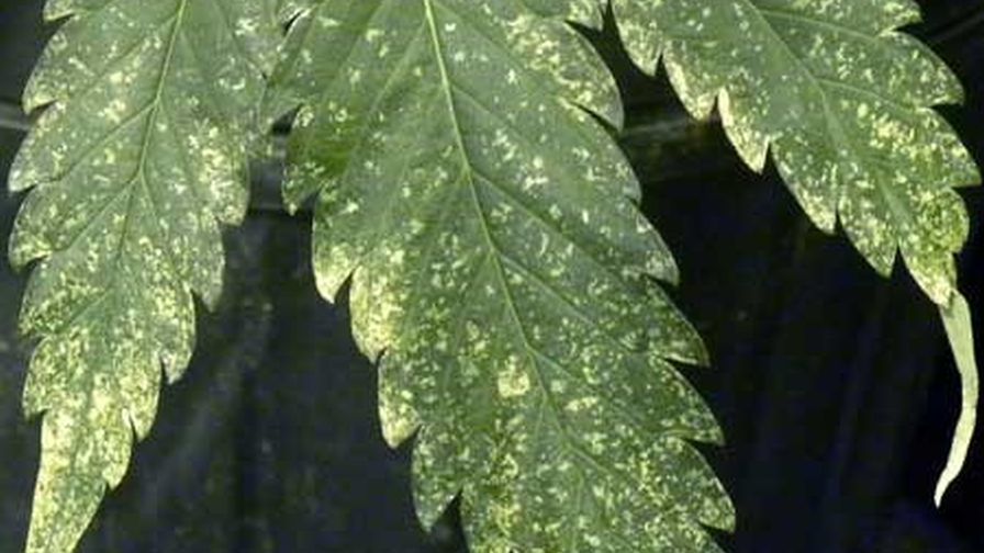 Thrips Damage in Cannabis pests