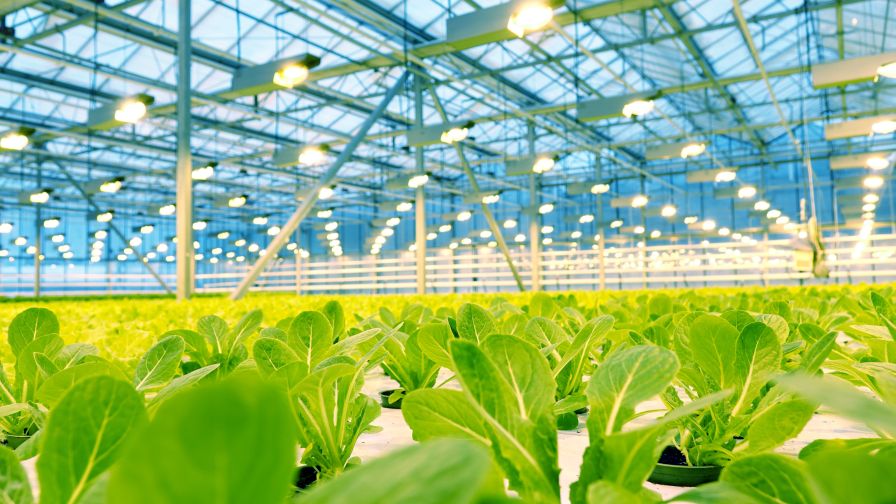 CEA Best Practices Greenhouse Cucumbers Adobe Stock
