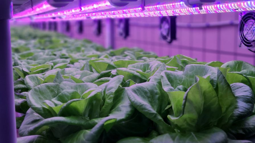 Vegetables are growing in indoor farm Controlled Environment Agriculture