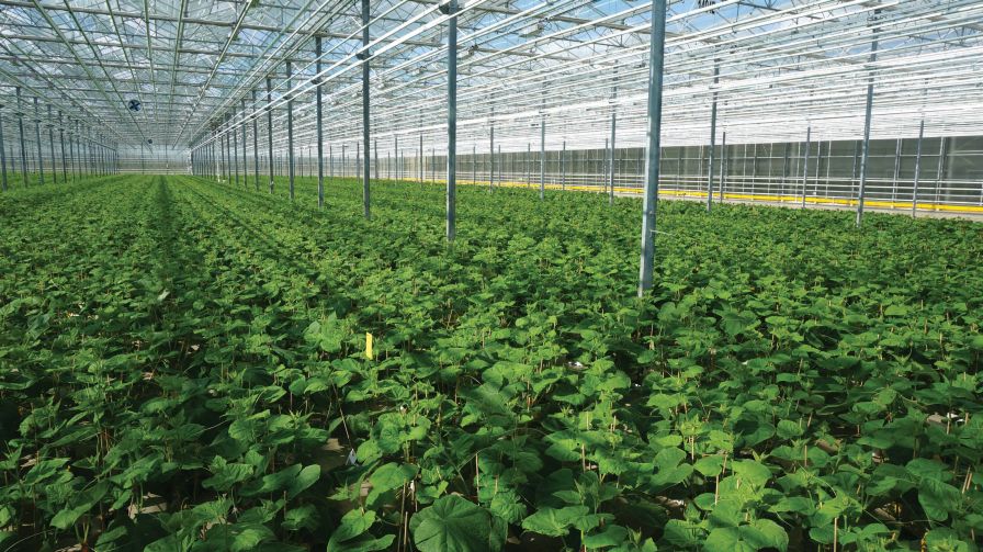 Cucumber plants growing at Ontario Plants Web
