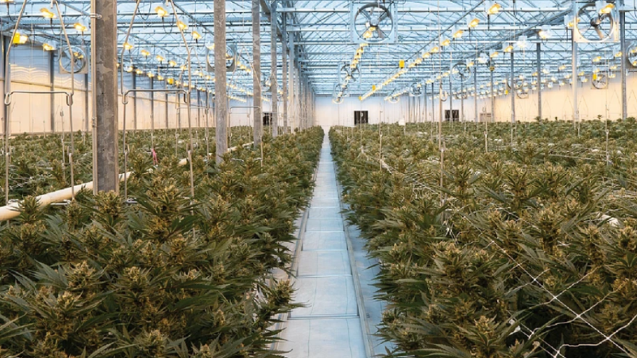 Greenway Greenhouse Cannabis