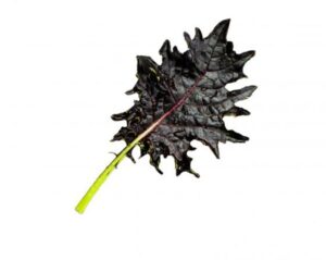 KX-1 Kale (Vilmorin-Mikado)